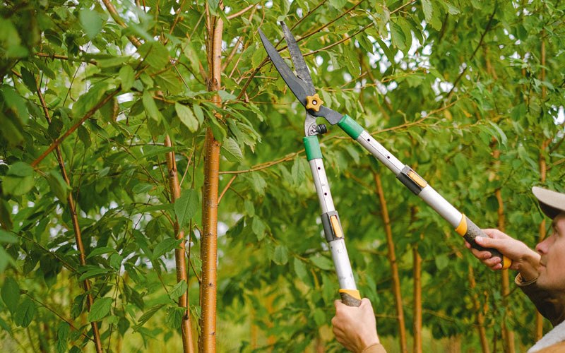 Tree trimming in Garwin, IA